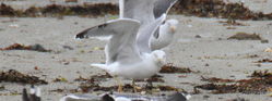 Yellow-legged Gull photographed at L'Eree [LER] on 20/9/2016. Photo: &copy; Albert Harvey