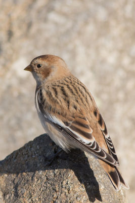 Snow Bunting photographed at Chouet [CHO] on 30/9/2016. Photo: &copy; Rod Ferbrache