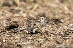 Lapland Bunting photographed at Rue des Hougues, STA [H04] on 4/10/2016. Photo: &copy; Andy Marquis