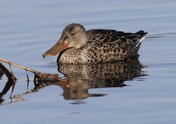 Shoveler photographed at Claire Mare [CLA] on 5/10/2016. Photo: &copy; Julie Davis