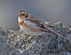 Snow Bunting photographed at Fort Le Crocq [FLC] on 17/10/2016. Photo: &copy; Mike Cunningham