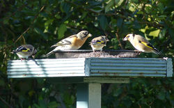 Brambling photographed at Route de Carteret on 31/10/2016. Photo: &copy; Judy Down