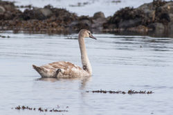 Mute Swan photographed at Longstore [LOG] on 11/11/2016. Photo: &copy; Rod Ferbrache