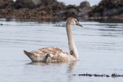 Mute Swan photographed at Longstore [LOG] on 11/11/2016. Photo: &copy; Rod Ferbrache