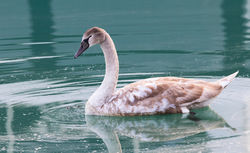 Mute Swan photographed at QE2 Marina [QE2] on 11/11/2016. Photo: &copy; Anthony Loaring