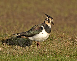 Lapwing photographed at Pleinmont [PLE] on 5/12/2016. Photo: &copy; Mike Cunningham
