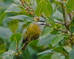 Firecrest photographed at St Peter Port [SPP] on 10/1/2017. Photo: &copy; Mike Cunningham