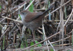 Cetti's Warbler photographed at Claire Mare [CLA] on 12/3/2017. Photo: &copy; Albert Harvey