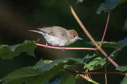 Blackcap photographed at Bas Capelles [BAS] on 11/6/2017. Photo: &copy; Rod Ferbrache