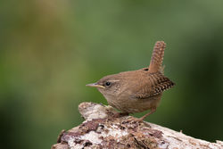 Wren photographed at Bas Capelles [BAS] on 25/6/2017. Photo: &copy; Rod Ferbrache