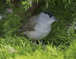 Blackcap photographed at St Peter Port [SPP] on 20/9/2017. Photo: &copy; Mike Cunningham