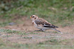 Snow Bunting photographed at Select location on 9/10/2017. Photo: &copy; Rod Ferbrache