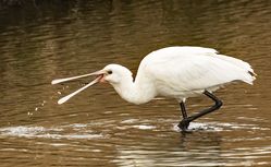 Spoonbill photographed at Vale Pond [VAL] on 14/11/2017. Photo: &copy;  Rockdweller