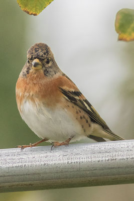 Brambling photographed at Bas Capelles [BAS] on 14/11/2017. Photo: &copy; Rod Ferbrache
