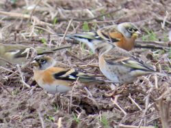 Brambling photographed at Rue des Hougues, STA [H04] on 14/11/2017. Photo: &copy; Wayne Turner