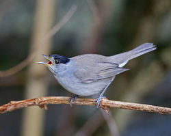 Blackcap photographed at St Peter Port [SPP] on 5/2/2018. Photo: &copy; Mike Cunningham