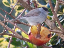 Blackcap photographed at Rue de la Boullerie [BIL] on 9/2/2018. Photo: &copy; Wayne Turner