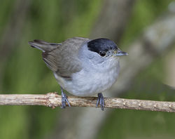 Blackcap photographed at St Peter Port [SPP] on 24/2/2018. Photo: &copy; Mike Cunningham