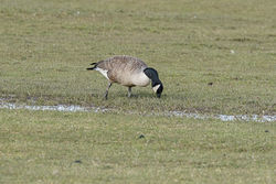 Greater Canada Goose photographed at Colin Best NR [CNR] on 26/2/2018. Photo: &copy; Rod Ferbrache