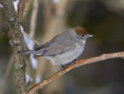 Blackcap photographed at St Peter Port [SPP] on 27/2/2018. Photo: &copy; Mike Cunningham