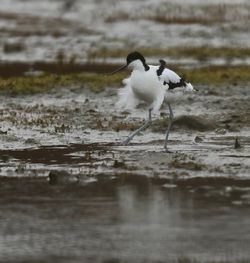Avocet photographed at Colin Best nature Reserve on 2/3/2018. Photo: &copy; Julie Davis