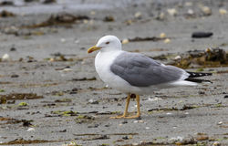 Yellow-legged Gull photographed at L'Eree [LER] on 17/7/2018. Photo: &copy; Anthony Loaring