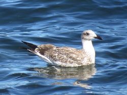Yellow-legged Gull photographed at Chouet [CHO] on 2/8/2018. Photo: &copy; Wayne Turner