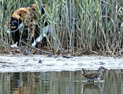 Water Rail photographed at Claire Mare [CLA] on 30/8/2018. Photo: &copy; Mike Cunningham