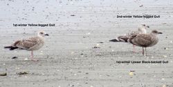 Yellow-legged Gull photographed at L'Eree [LER] on 5/9/2018. Photo: &copy; Wayne Turner