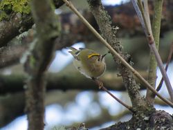 Goldcrest photographed at Pezeries [PEZ] on 21/11/2018. Photo: &copy; Wayne Turner