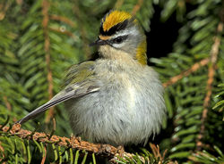 Firecrest photographed at St Peter Port [SPP] on 25/2/2019. Photo: &copy; Mike Cunningham