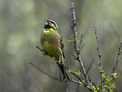 Cirl Bunting photographed at Pleinmont on 16/4/2019. Photo: &copy; Mike Cunningham