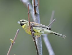 Cirl Bunting photographed at Pleinmont [PLE] on 2/5/2019. Photo: &copy; Adrian Bott