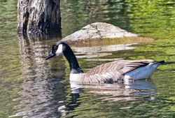 Greater Canada Goose photographed at Gallotin Quarry [GAL] on 11/5/2019. Photo: &copy; Anthony Loaring