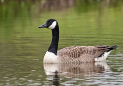 Greater Canada Goose photographed at Grande Mare [GMA] on 17/5/2019. Photo: &copy; Anthony Loaring