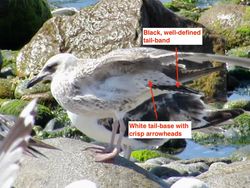 Yellow-legged Gull photographed at Chouet [CHO] on 9/7/2019. Photo: &copy; Wayne Turner