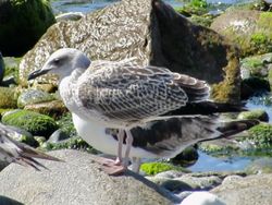 Yellow-legged Gull photographed at Chouet [CHO] on 9/7/2019. Photo: &copy; Wayne Turner