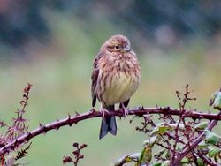 Cirl Bunting photographed at Pleinmont [PLE] on 14/10/2019. Photo: &copy; Wayne Turner