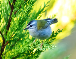 Firecrest photographed at St Peter Port [SPP] on 2/12/2019. Photo: &copy; Mike Cunningham