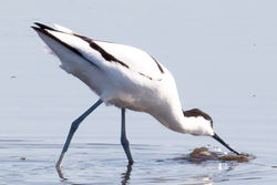 Avocet photographed at Colin Best NR [CNR] on 24/3/2020. Photo: &copy; Tim Maclure