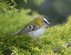 Firecrest photographed at St Peter Port [SPP] on 29/3/2020. Photo: &copy; Mike Cunningham