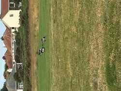 Greater Canada Goose photographed at Lâ€™Ancresse golf course  on 20/6/2020. Photo: &copy; Paul Robinson