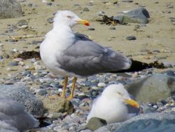 Yellow-legged Gull photographed at Perelle [PER] on 15/7/2020. Photo: &copy; Wayne Turner