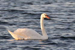 Mute Swan photographed at Catioroc [CAT] on 22/7/2020. Photo: &copy; Dave Carre