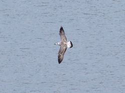 Yellow-legged Gull photographed at Perelle [PER] on 27/7/2020. Photo: &copy; Wayne Turner
