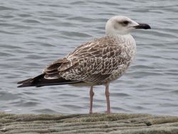 Yellow-legged Gull photographed at Perelle [PER] on 27/7/2020. Photo: &copy; Wayne Turner