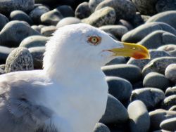 Yellow-legged Gull photographed at Perelle [PER] on 30/7/2020. Photo: &copy; Wayne Turner