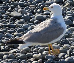 Yellow-legged Gull photographed at Perelle [PER] on 30/7/2020. Photo: &copy; Wayne Turner