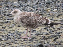 Yellow-legged Gull photographed at Perelle [PER] on 31/7/2020. Photo: &copy; Wayne Turner