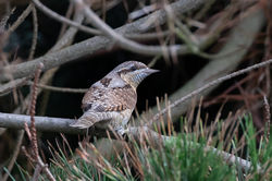Photographed at Fort Hommet [HOM]. on 19/8/2020. Photo: &copy; Dave Carre